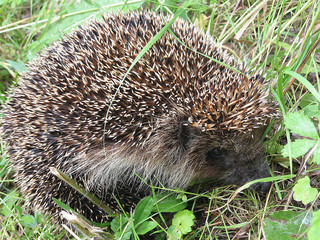 Hedgehog in a summer forest crawling on the green grass