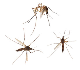 three forest isolated mosquito collection