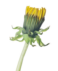 green and yellow dandelion bud on white