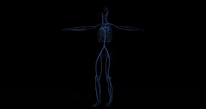 Animation of veins represented in blue of circulatory system of a human body in rotation ove black background in 4K format