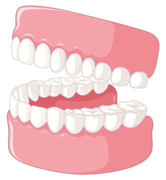 Human teeth model on white background