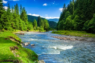 Selbstklebende Fototapete Waldfluss Gebirgsfluss im Fichtenwald