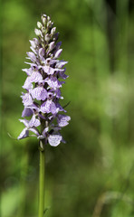 Obraz premium orchis majalis in botanical garden holland