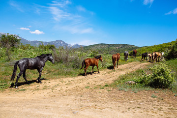 Fototapeta na wymiar Herd of horses in the mountains against the blue sky