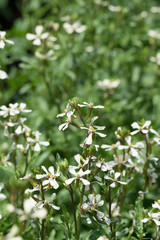ルッコラの花
