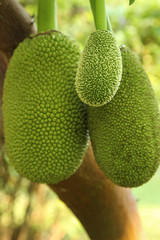 Jackfruit Tree and young Jackfruit
