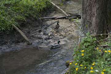 Meadow with trees cut down by beavers