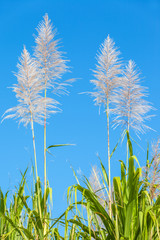  fleurs de cannes à sucre