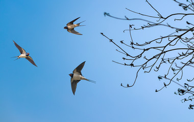 Tree and birds on sunny day in spring