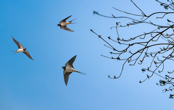 Tree and birds on sunny day in spring