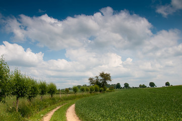 Country road leading to the field