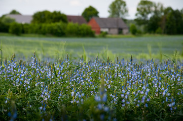 Lupine meadow on the country