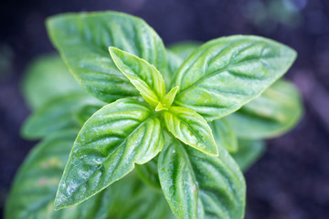 fresh green basil.