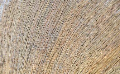 close up of broom grass texture and background