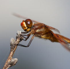 Dragonfly macro
