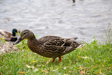 Ducks in city park