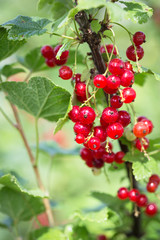 Red currants in the garden. Ripe Red currant