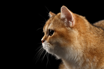 Close-up Head of British Cat Gold Chinchilla in Profile, Isolated Black Background, side view