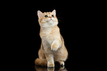 Fototapeta premium British breed Cat Gold Chinchilla color Sitting, Looking up and Raising up paw Isolated Black Background, front view