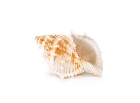 shells close up isolated on white background