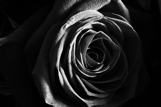 Black and white rose close up beautiful macro photo