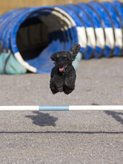 Dog agility in action. Image taken outdoor on a sand track. 