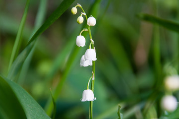 Blossoming lily of the valley in the forest