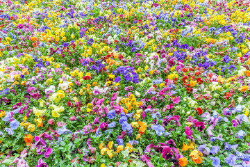 Flower view of colorful pansies in the garden.