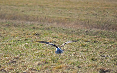 bird curlew in the field