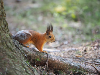 Naklejka na ściany i meble red squirrel on a feeding trough in the forest
