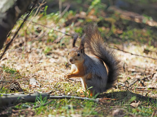 red squirrel on a feeding trough in the forest