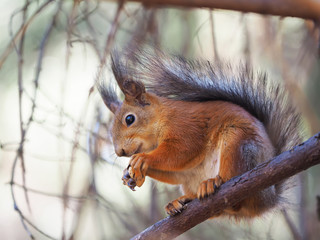 red squirrel on a feeding trough in the forest