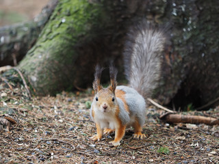 red squirrel on a feeding trough in the forest