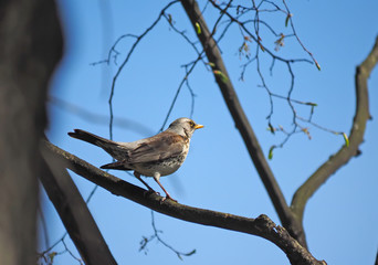 Fototapeta premium Thrush Fieldfare on a tree in the forest