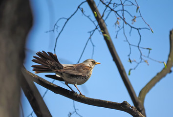 Thrush Fieldfare on a tree in the forest