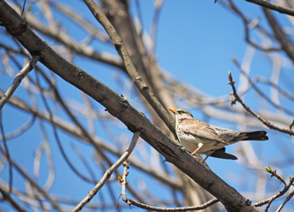 Thrush Fieldfare on a tree in the forest