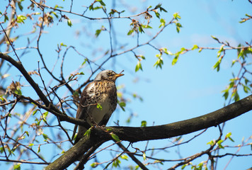 Thrush Fieldfare on a tree in the forest