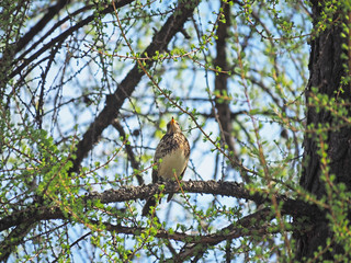 Thrush Fieldfare on a tree in the forest