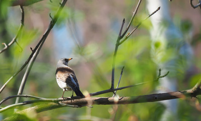 Fototapeta premium Thrush Fieldfare on a tree in the forest