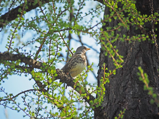 Thrush Fieldfare on a tree in the forest