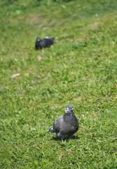 Pigeons on the grass
