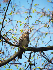 Thrush Fieldfare on a tree in the forest