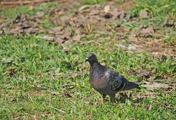 Pigeons on the grass
