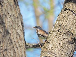 Thrush Fieldfare on a tree in the forest