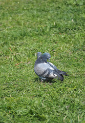 Pigeons on the grass
