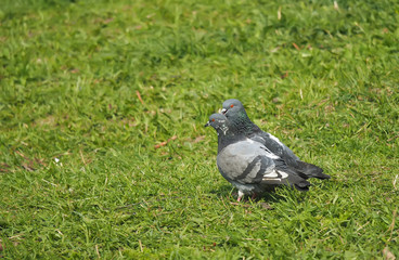 Pigeons on the grass
