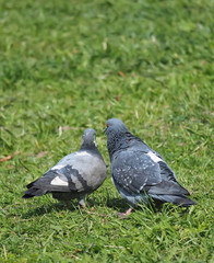 Pigeons on the grass