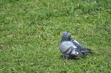 Pigeons on the grass