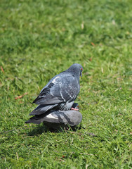 Pigeons on the grass