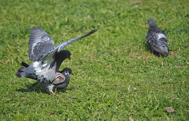 Pigeons on the grass